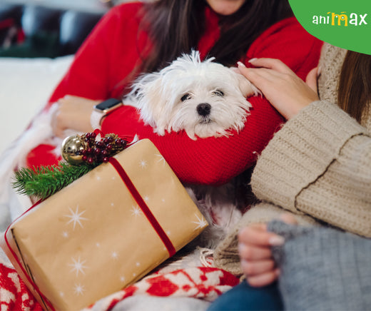 Animalele de companie si Mos Nicolae