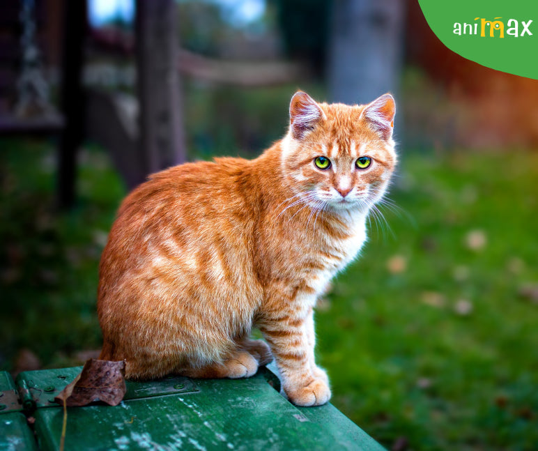 Pisicile portocalii: mituri, curiozități și personalitate unică