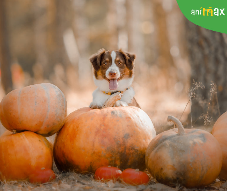 Beneficiile uimitoare ale dovleacului pentru câinele tău