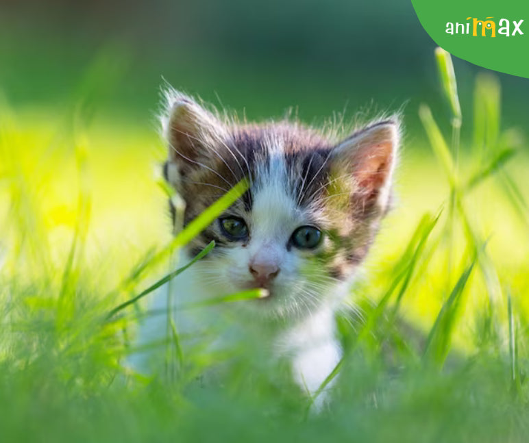 Este valeriana un drog pentru pisica ta?