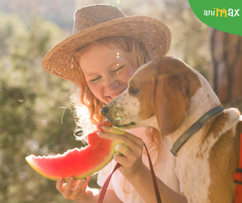 Fructele congelate in alimentatia cainelui