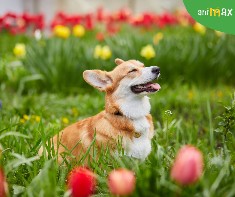 Astenia de primăvara în cazul câinilor. Cum o combatem?