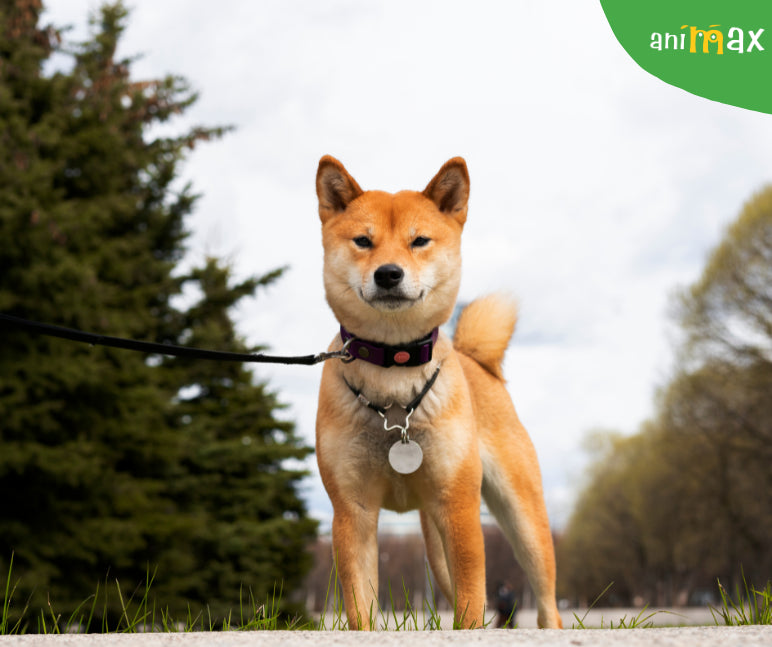 Clopoteii pe zgarda la cainii de companie: sunt recomandati sau nu?