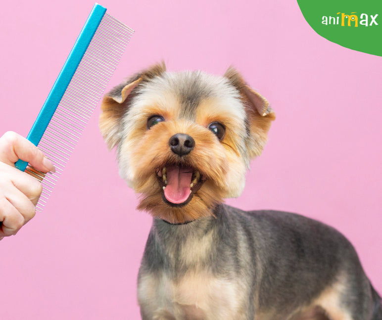 Toaletarea de primăvară a câinilor