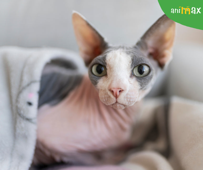 Cum sa protejezi pisica Sfinx in sezonul rece