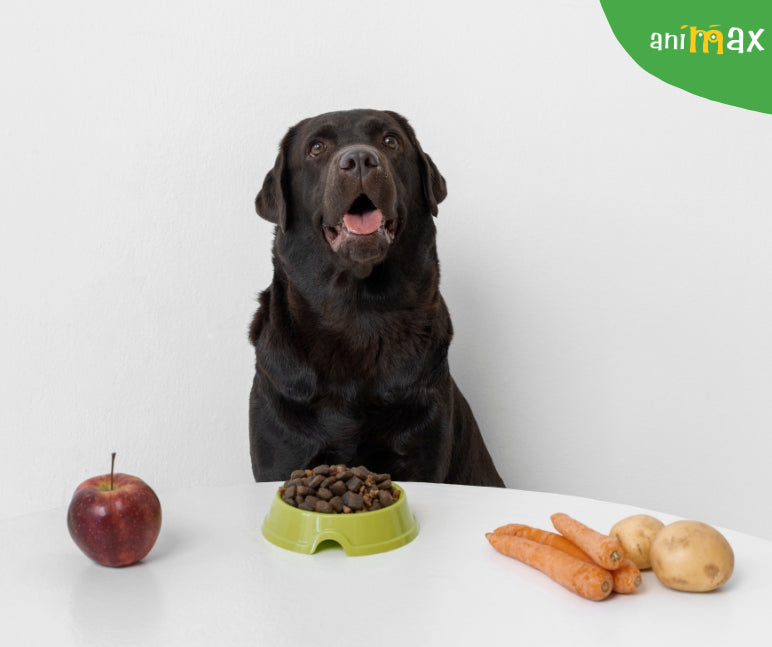 Fructele si legumele recomandate cainilor