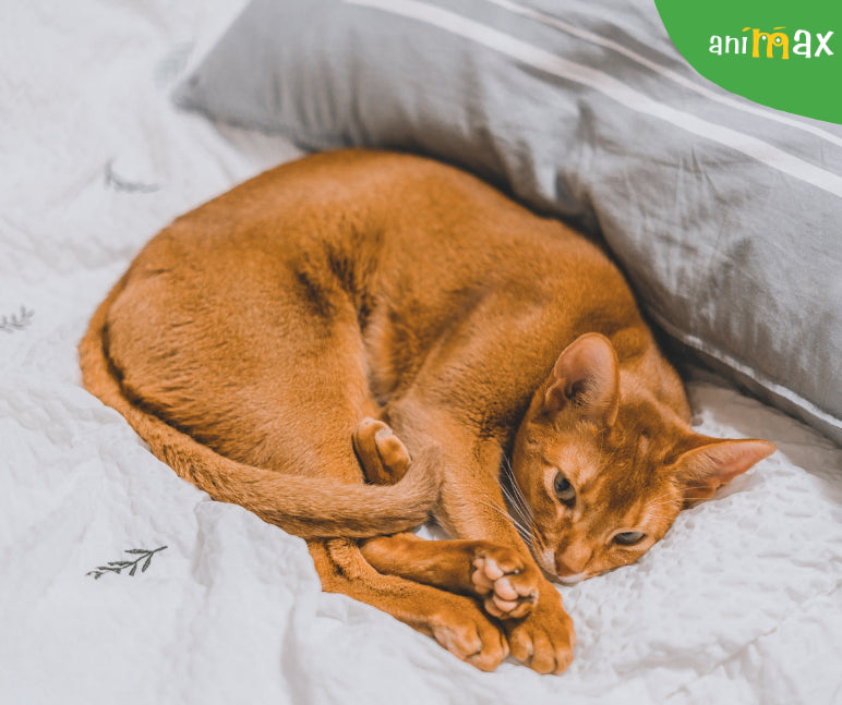 Dormitul pisicii in pat