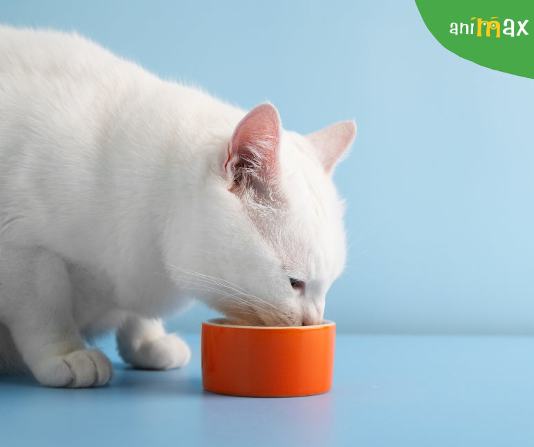 Beneficiile dovleacului asupra pisicilor