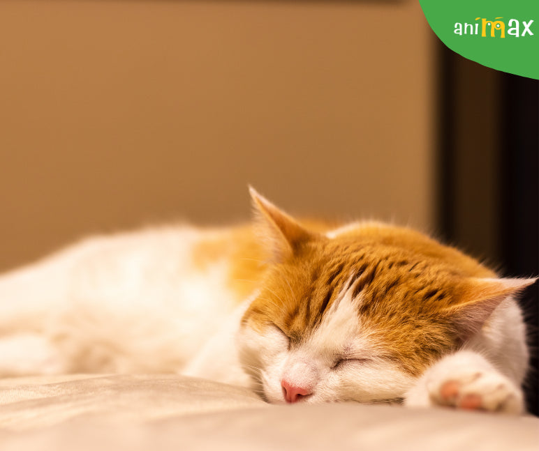 De ce dorm pisicile atat de mult? Secretele somnului felin