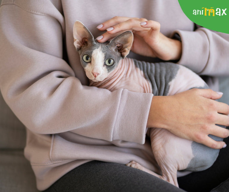 Pisicile Sphynx – Eleganța Misterioasă a Felinelor Fără Blană