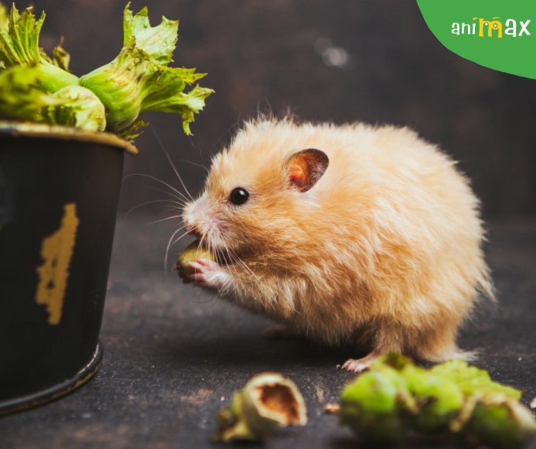 Ghid complet despre hamsteri – cum să ai grijă de un prieten mic și pufos