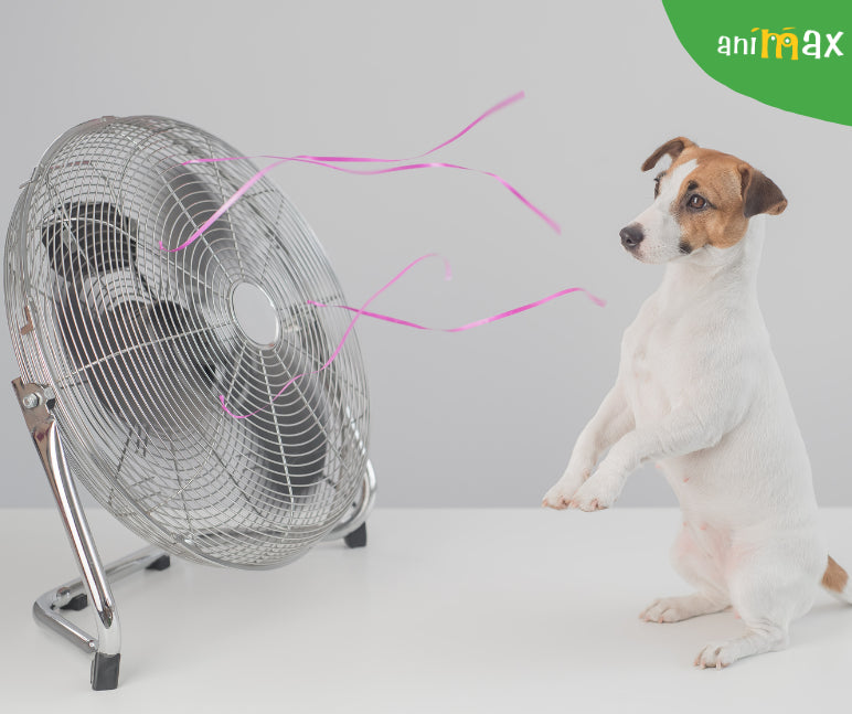 Canicula la animalele de companie