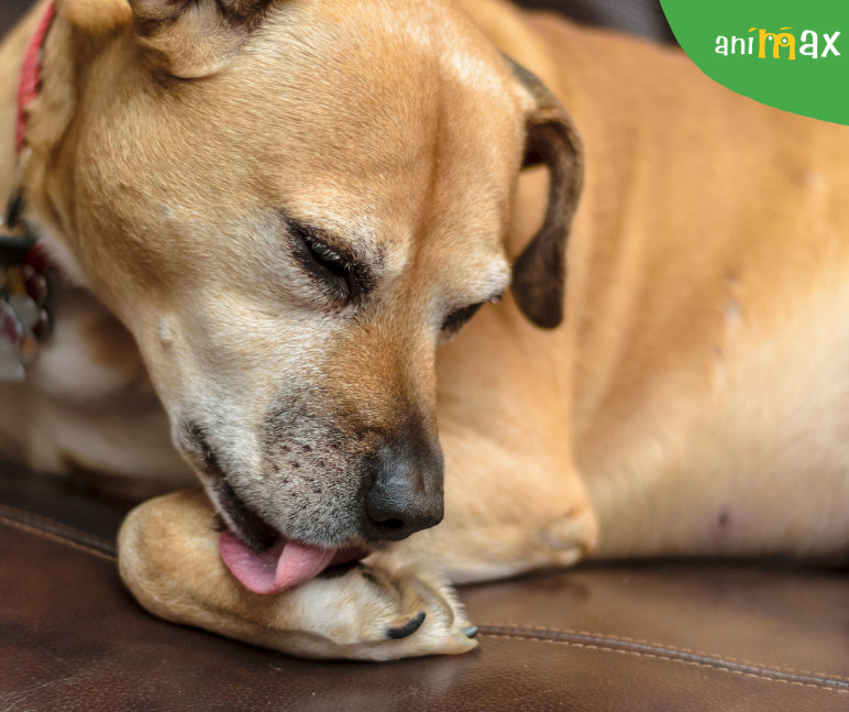 De ce își ling câinii lăbuțele excesiv? Cauze și soluții