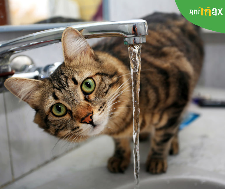 Deshidratarea la pisicile de apartament: Simptome, cauze si preventie