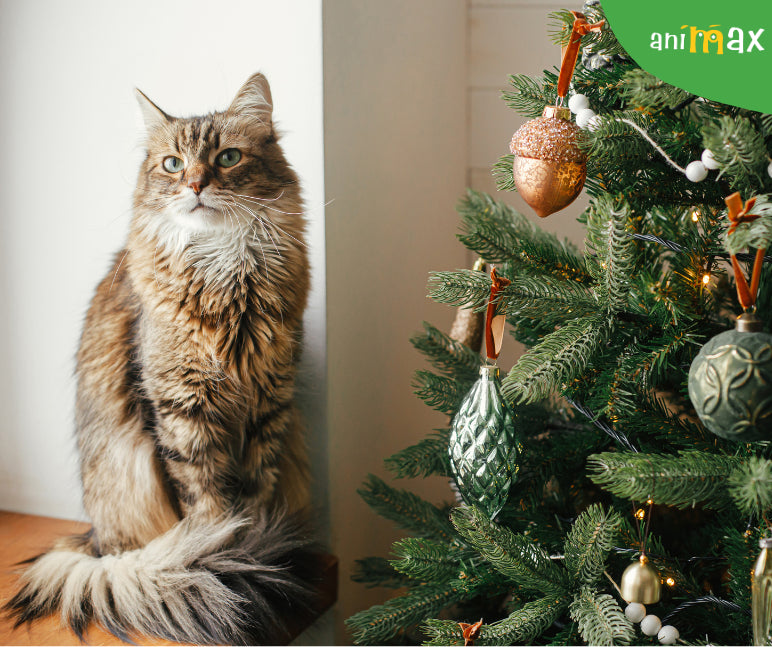 Obsesia Pisicilor asupra Bradului de Craciun