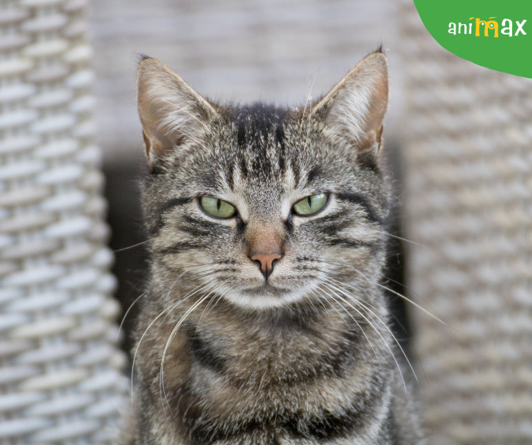Gelozia la pisici: cauze si manifestari