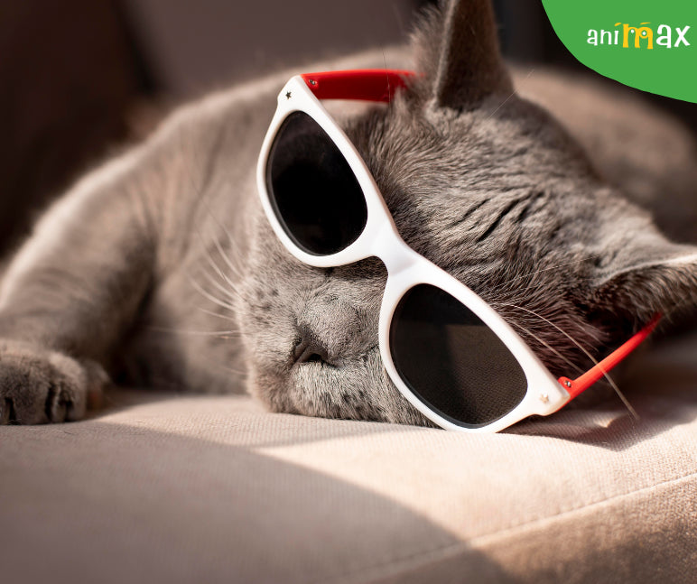 Prea cald, chiar si pentru pisici!