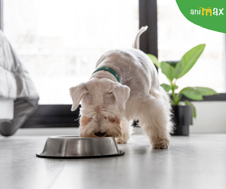 Beneficiile hranei BARF pentru caini