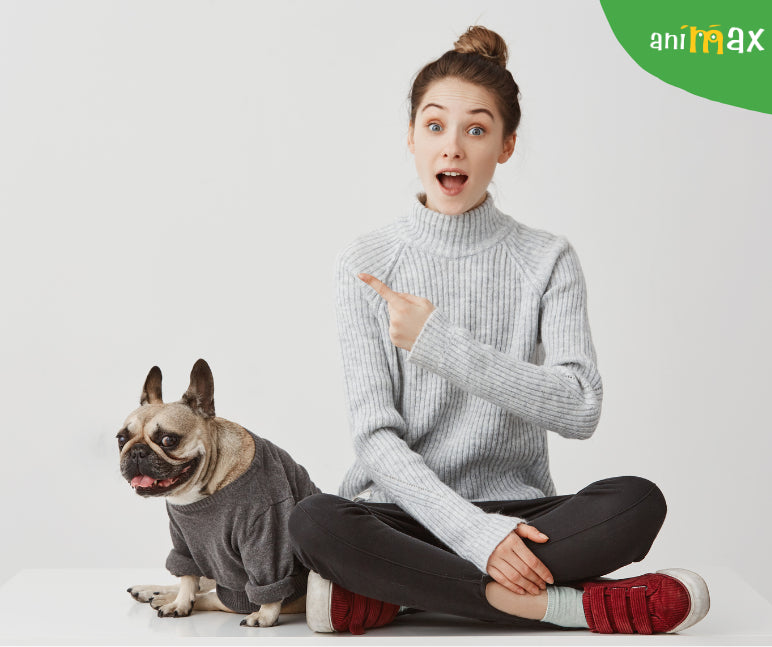 Gelozia in cazul cainilor: cauze si manifestari