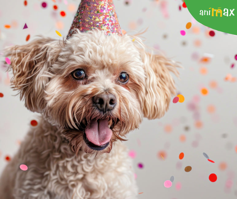 Ziua Internationala a Cainilor - O sarbatoare dedicata prietenilor nostri loiali