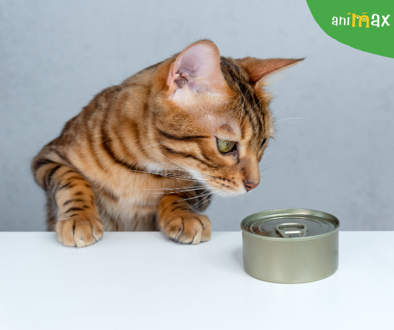 De ce nu este indicat sa se administreze hrana umeda rece pisicilor