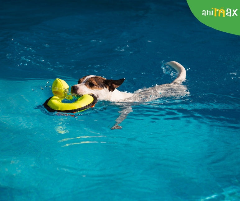 Câinii și plăcerea lor de a înota