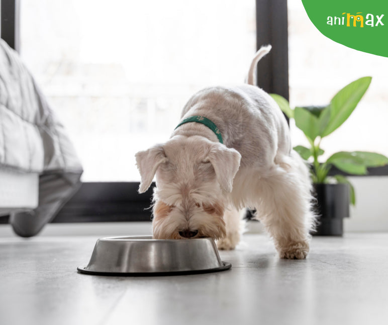 Ouale in alimentatia cainilor