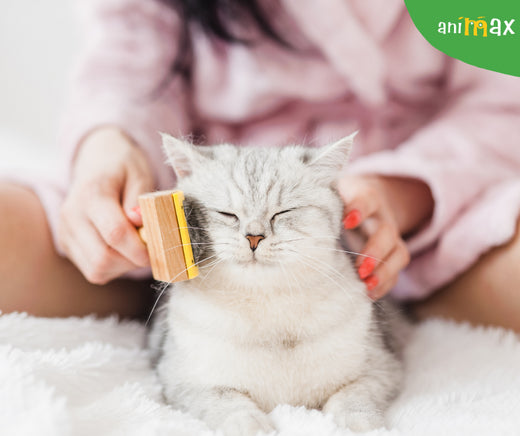 Cum sa descalcesti blana lunga a pisicii