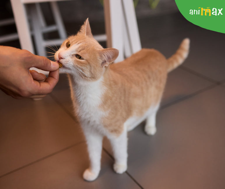 Mirosul, superputerea pisicilor!