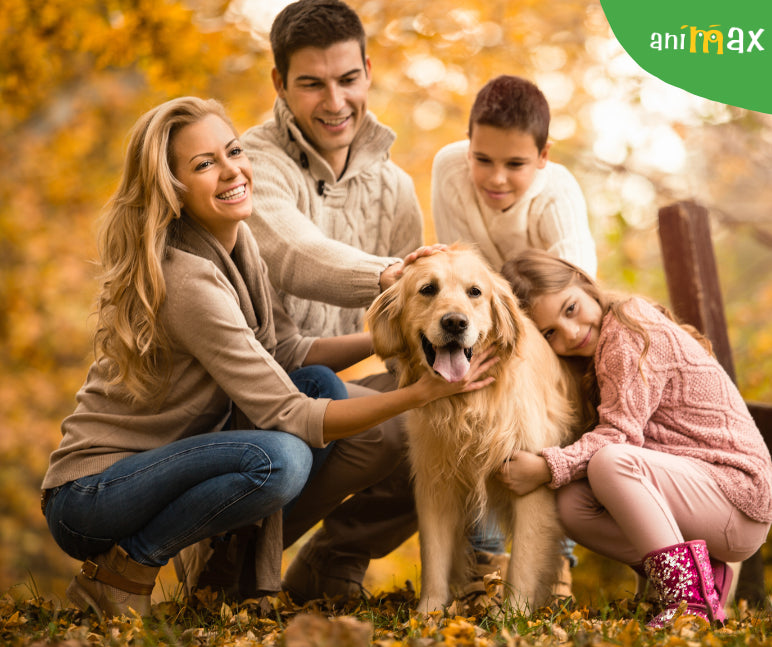 Cum sa ai grija de cainele tau toamna