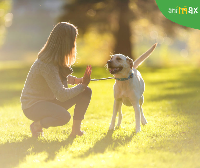 Cat de benefica este pentru caini expunerea la soare?