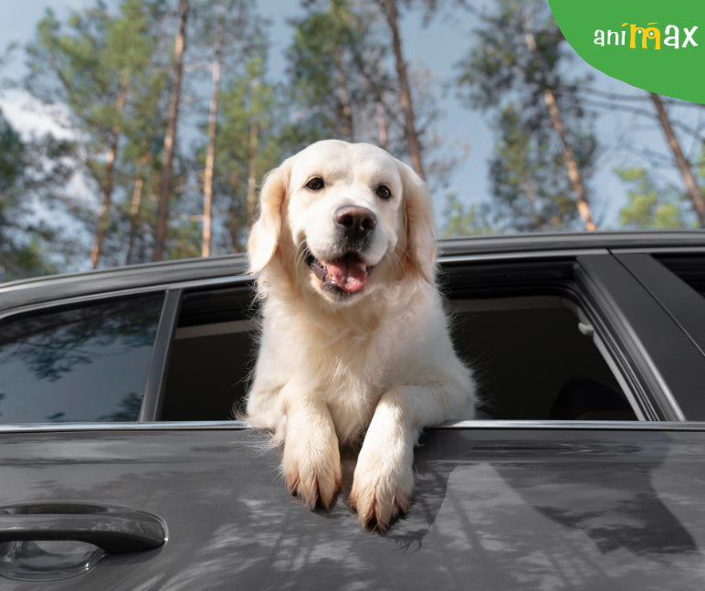 Bucuria câinilor la geamul mașinii