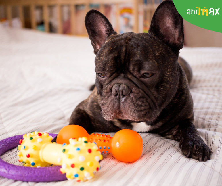 Cum sa-ti rasfeti cainele