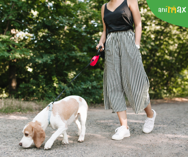 Importanța mirosului câinilor în plimbări