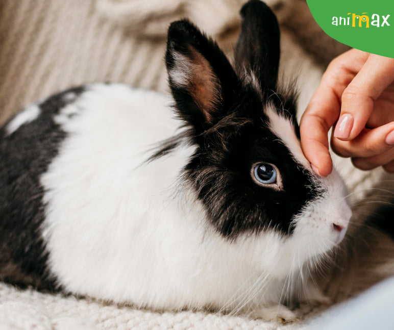 De ce sunt preferati iepurasii ca animale de companie?