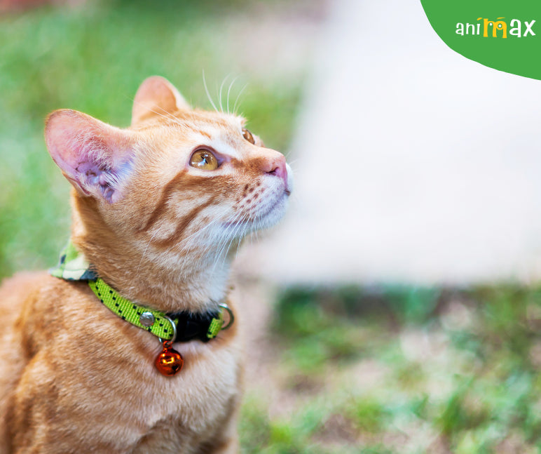 Zgarda cu clopotei la pisici – utilitate, efecte și recomandări