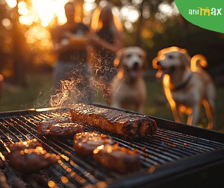 Micii și câinii – combinația „delicioasă” care poate avea urmări serioase