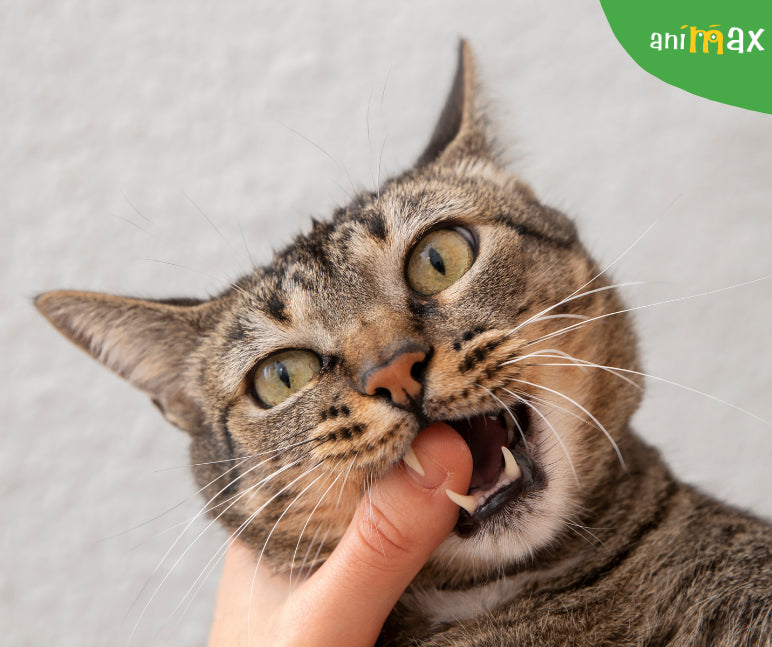 Pisica ta te musca de picioare?