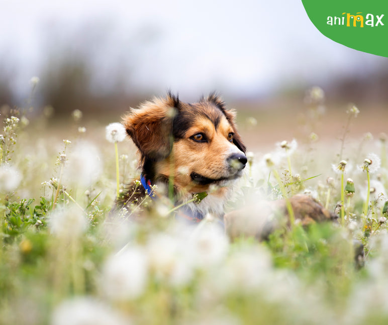 Cum evitam capusele?