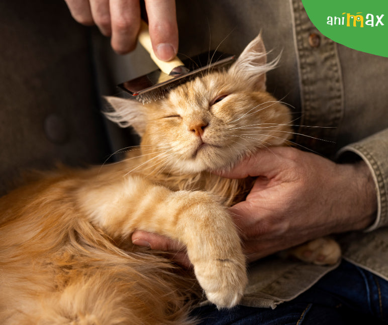 Năpârlirea de toamnă la pisici: ce trebuie să știe fiecare stăpân