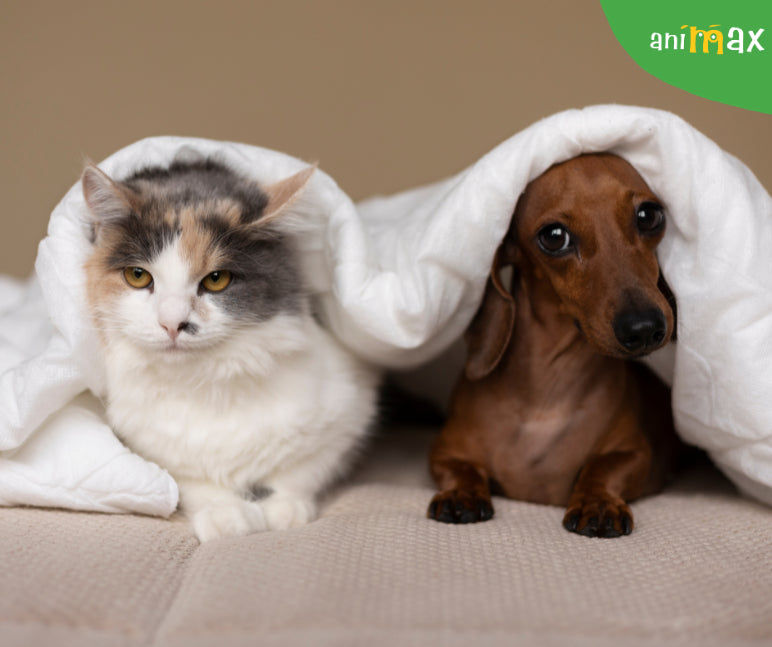 Diferentele dintre Setrilizare si Castrare