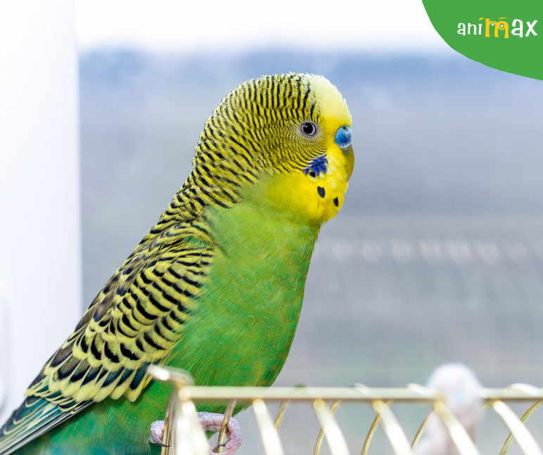 Cum îngrijim perușii in perioada caniculară