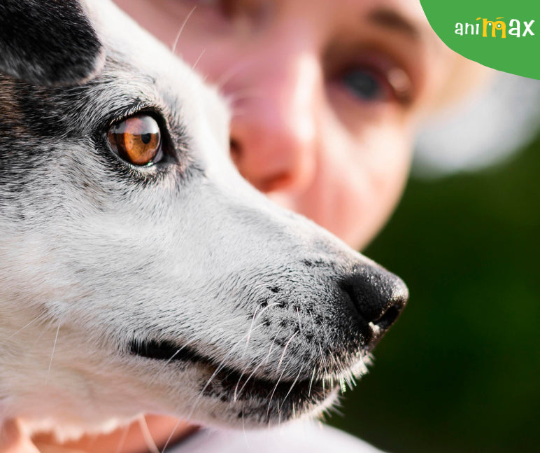 Importanța mustăților la câini