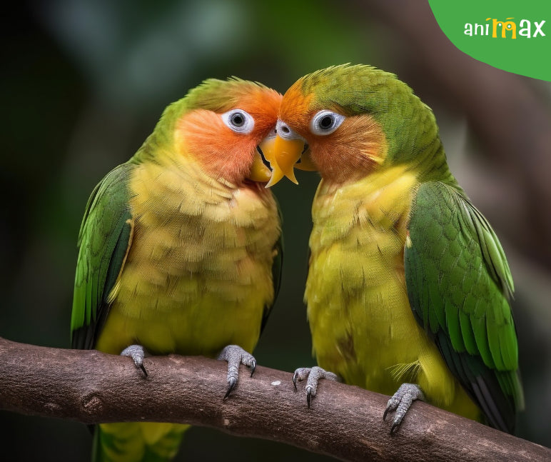 Indragosteala de primavara la papagalii de apartament