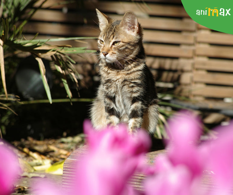 Astenia de primavara in cazul pisicilor si metode de combatere