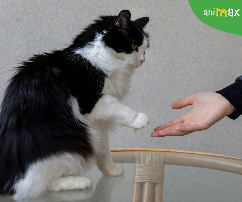 Dresajul unei pisici