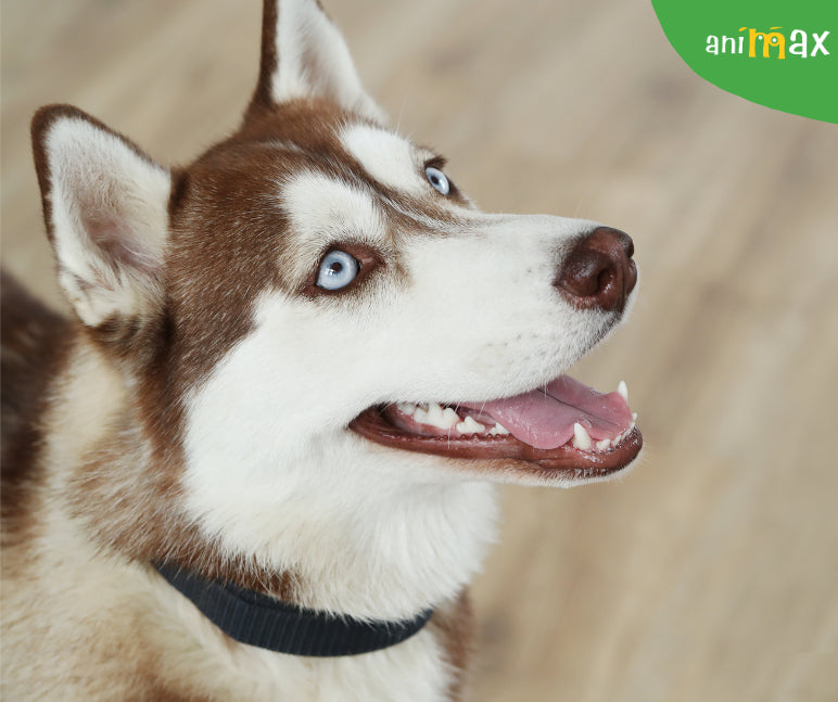 Ingrijirea dintilor la caini