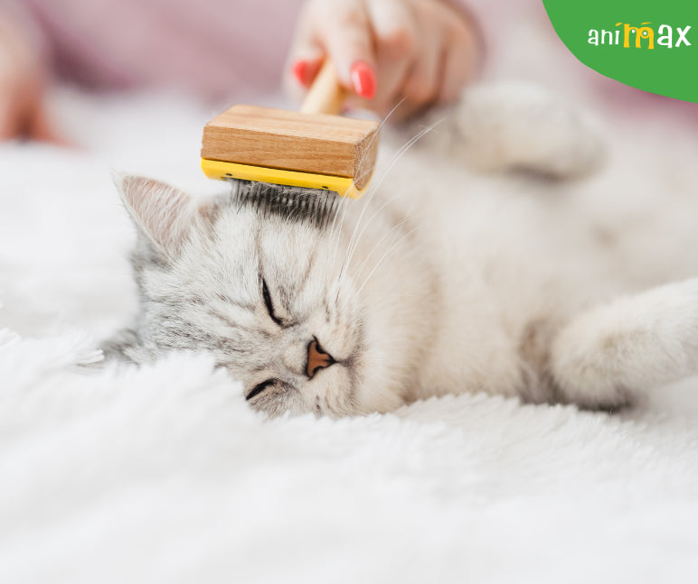 Tot ce trebuie sa stii despre ghemotoacele de blana ale pisicii