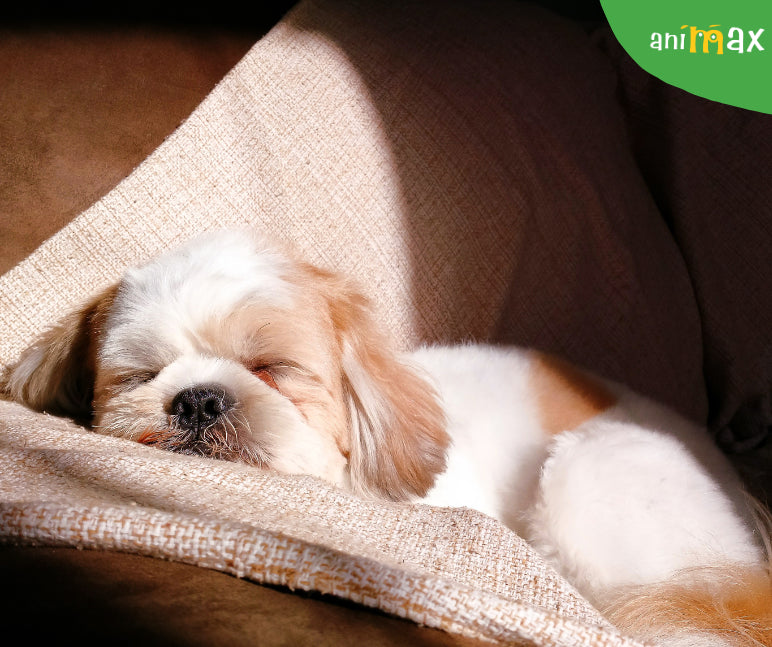 Ce se intampla in mintea cainilor atunci cand dorm?