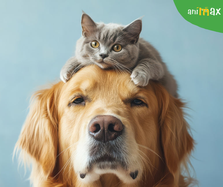 Pisicile isi iubesc mai putin stapanii decat cainii?